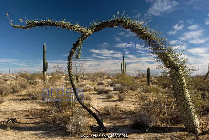 : Boojum trees in the desert, Baja California : Boojum trees in the desert, Baja California