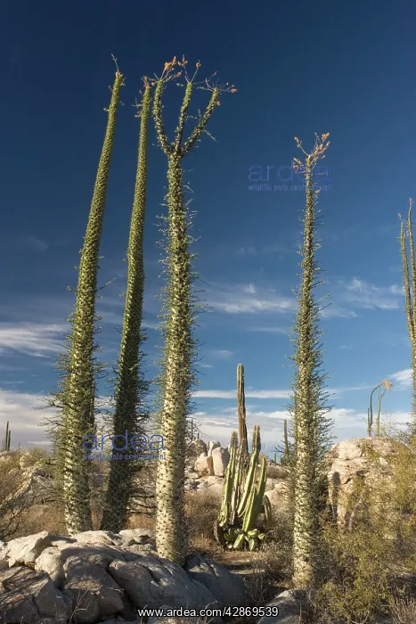 : Boojum trees in the desert, Baja California : Boojum trees in the desert, Baja California