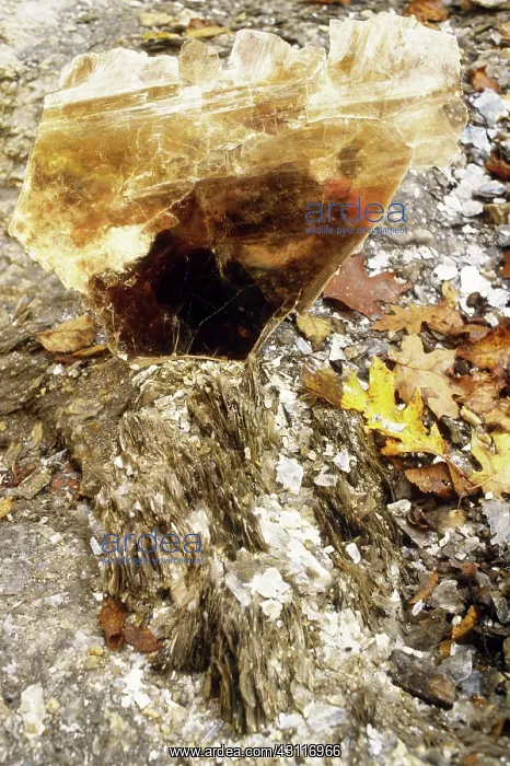 : Mica. Book of mica from Ruggles mine, New Hampshire : Mica. Book of mica from Ruggles mine, New Hampshire