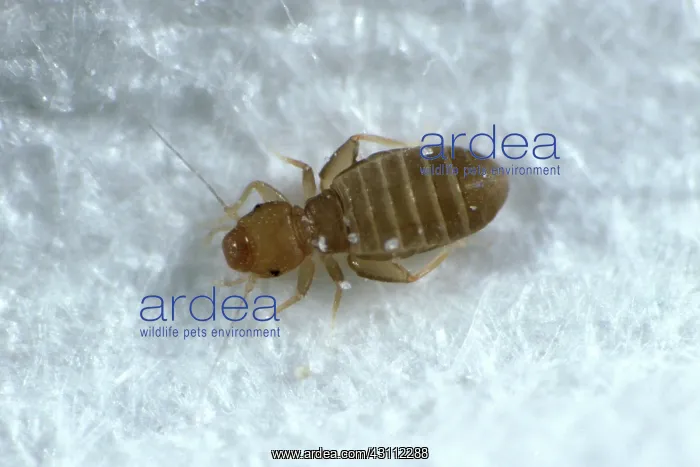 : Booklouse. Adult booklouse (Liposcelis terricolis) on paper : Booklouse. Adult booklouse (Liposcelis terricolis) on paper