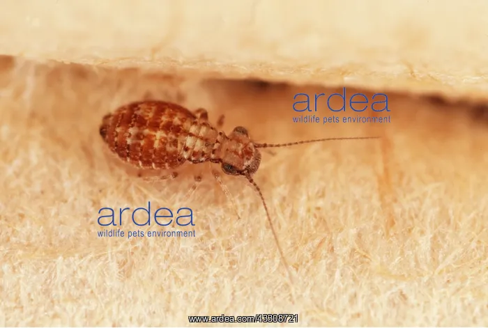 : BOOKLOUSE - Crawling over a book : BOOKLOUSE - Crawling over a book