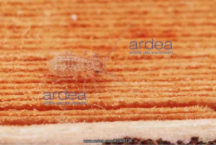 : BOOKLOUSE - Crawling over a book : BOOKLOUSE - Crawling over a book