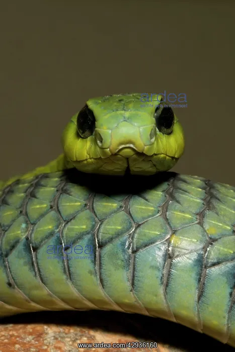 : Boomslang (Dispholidus typus). Namibia, Africa : Boomslang (Dispholidus typus). Namibia, Africa