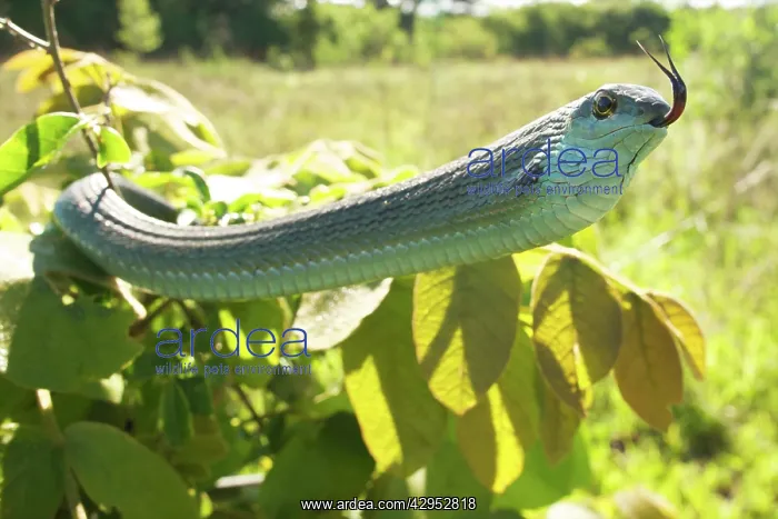 : Boomslang - adult in defensive display : Boomslang - adult in defensive display