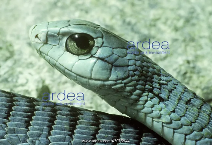 : Boomslang (Dispholidus typus) : Boomslang (Dispholidus typus)