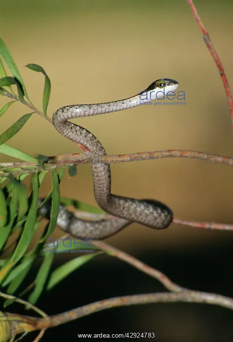  : Boomslang Snake