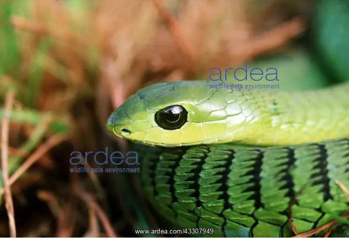 : BOOMSLANG SNAKE - (Green form) : BOOMSLANG SNAKE - (Green form)