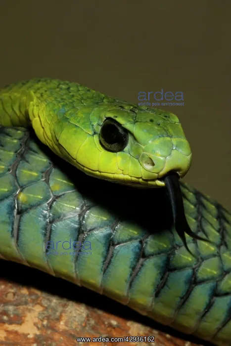 : Boomslang - with tongue extended : Boomslang - with tongue extended