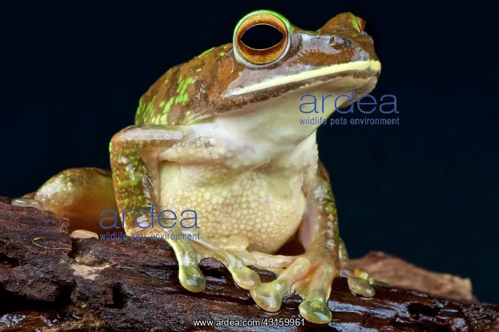 : Boophis albilabris Boophis : Boophis albilabris Boophis