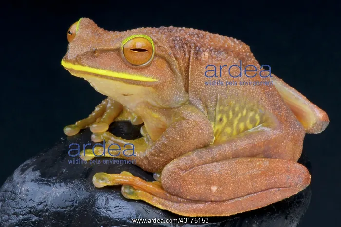 : Boophis albilabris Boophis : Boophis albilabris Boophis