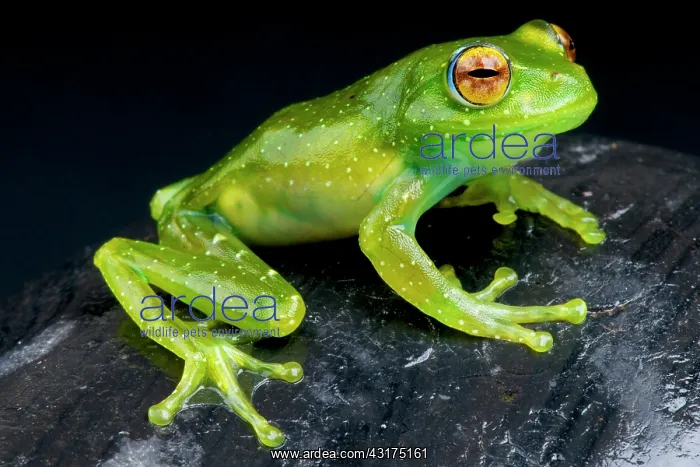 : Boophis albipunctatus Boophis : Boophis albipunctatus Boophis