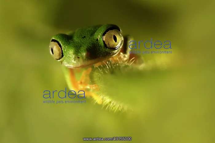 : Boophis albipunctatus resting on an unidentified leaf : Boophis albipunctatus resting on an unidentified leaf