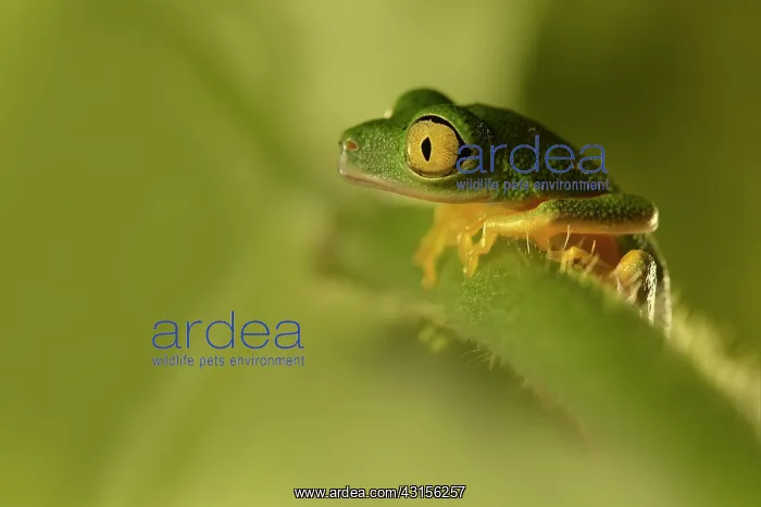 : Boophis albipunctatus sitting on an unidentified leaf : Boophis albipunctatus sitting on an unidentified leaf