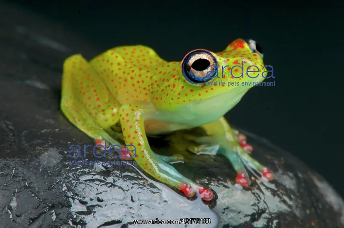 : Boophis erythrodactylus Boophis : Boophis erythrodactylus Boophis