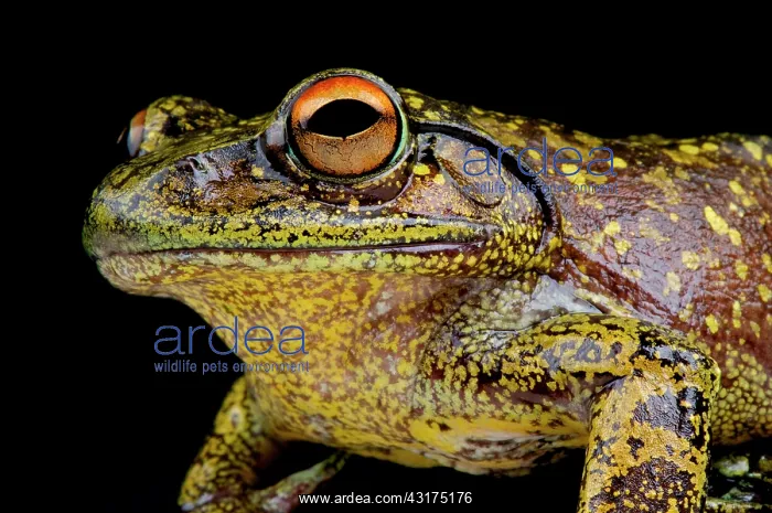 : Boophis goudotii Boophis : Boophis goudotii Boophis