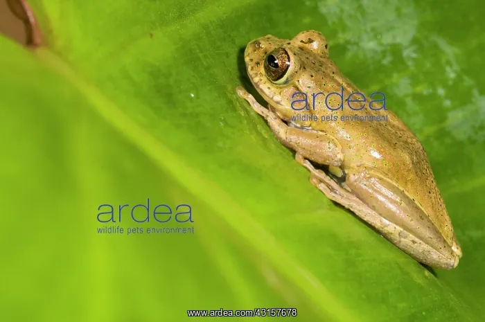: Boophis idae tree frog sitting on a leaf : Boophis idae tree frog sitting on a leaf