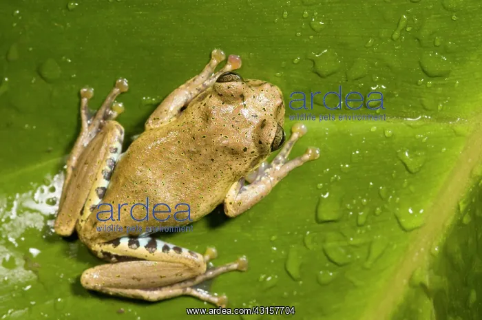  : Boophis idae tree frog sitting on a rain drop covered leaf s