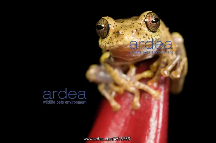 : Boophis idae tree frog sitting on a red flower bud : Boophis idae tree frog sitting on a red flower bud