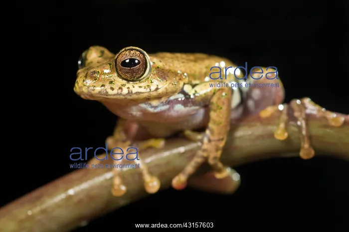 : Boophis idae tree frog sitting on a twig : Boophis idae tree frog sitting on a twig