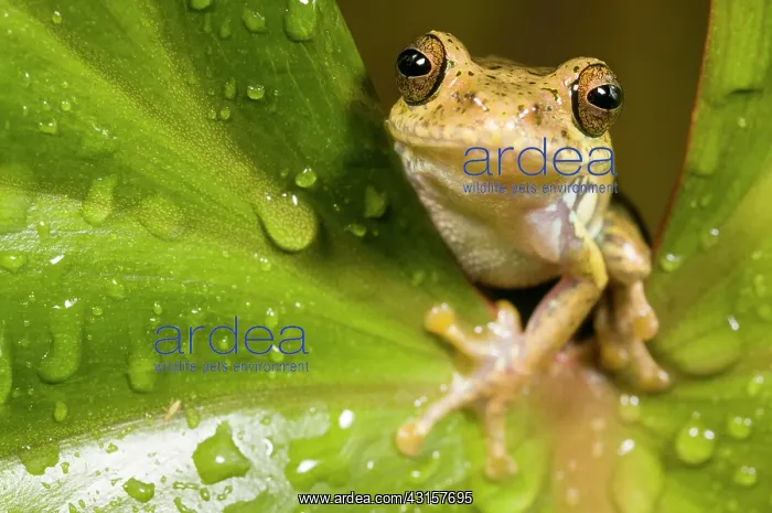 : Boophis idae tree frog sitting on a unidentified leaf covere : Boophis idae tree frog sitting on a unidentified leaf covere