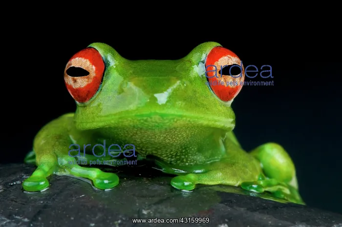 : Boophis luteus Boophis : Boophis luteus Boophis