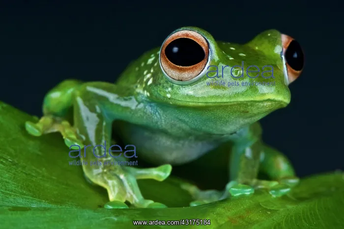 : Boophis luteus Boophis : Boophis luteus Boophis