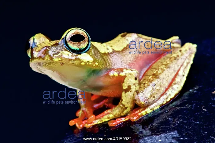 : Boophis picturatus Boophis : Boophis picturatus Boophis