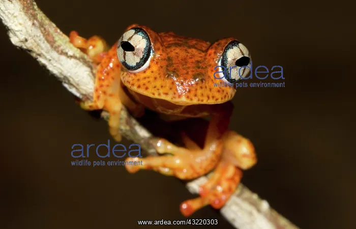 : Boophis Pyrrhus Frog (Boophis pyrrhus) in the rainforest : Boophis Pyrrhus Frog (Boophis pyrrhus) in the rainforest