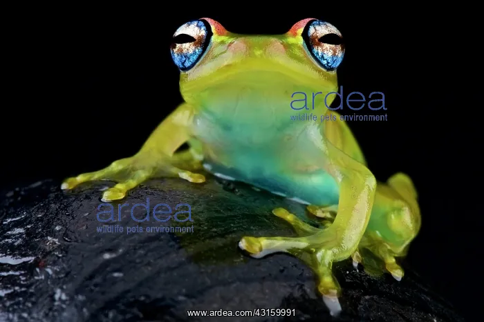 : Boophis rappiodes Boophis : Boophis rappiodes Boophis