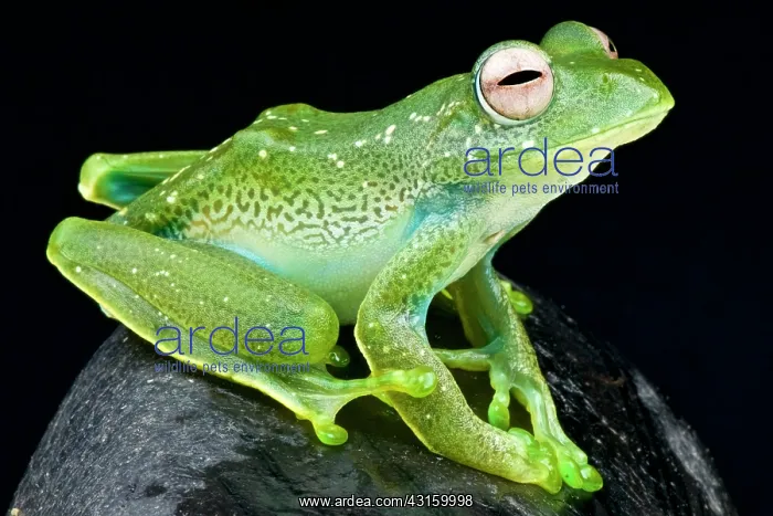 : Boophis sibilans Boophis : Boophis sibilans Boophis