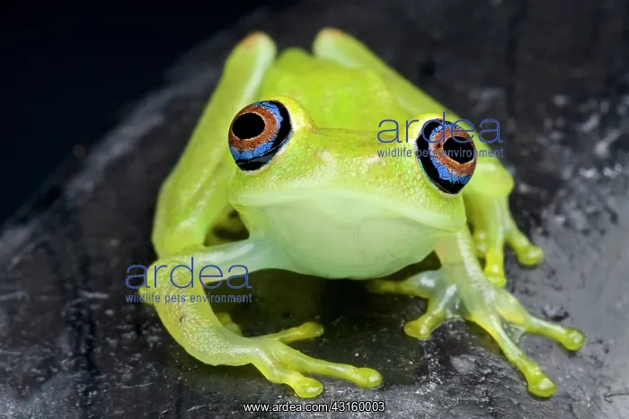 : Boophis viridis Boophis : Boophis viridis Boophis