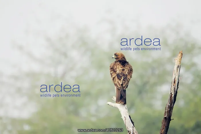 : Booted Eagle : Booted Eagle