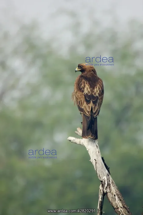 : Booted Eagle : Booted Eagle