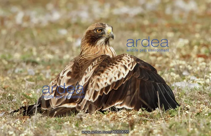 : Booted Eagle : Booted Eagle