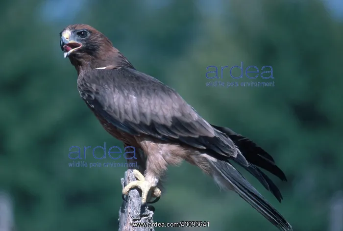 : Booted Eagle : Booted Eagle