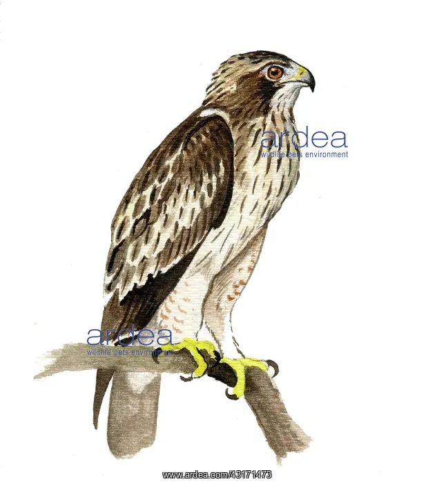: Booted Eagle : Booted Eagle