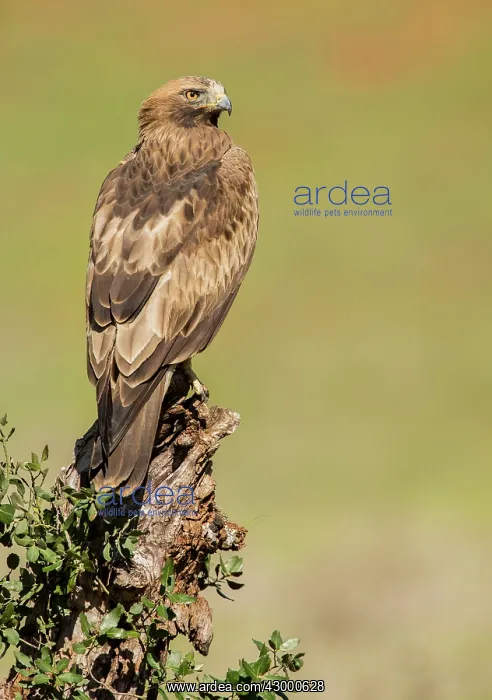 : Booted Eagle - adult (dark phase) : Booted Eagle - adult (dark phase)
