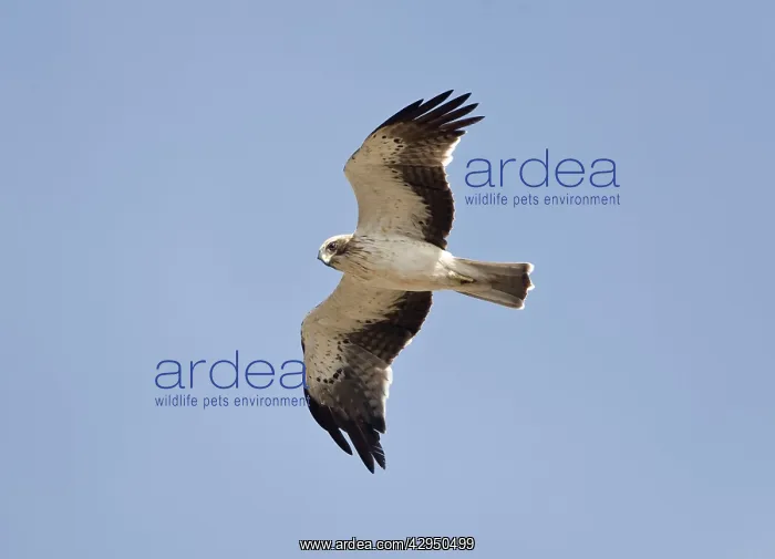 : Booted Eagle - adult in flight on migration : Booted Eagle - adult in flight on migration