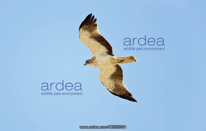 : Booted Eagle - adult in flight on migration : Booted Eagle - adult in flight on migration