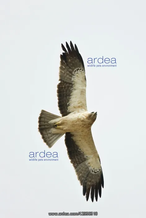 : Booted Eagle - adult in flight on migration : Booted Eagle - adult in flight on migration