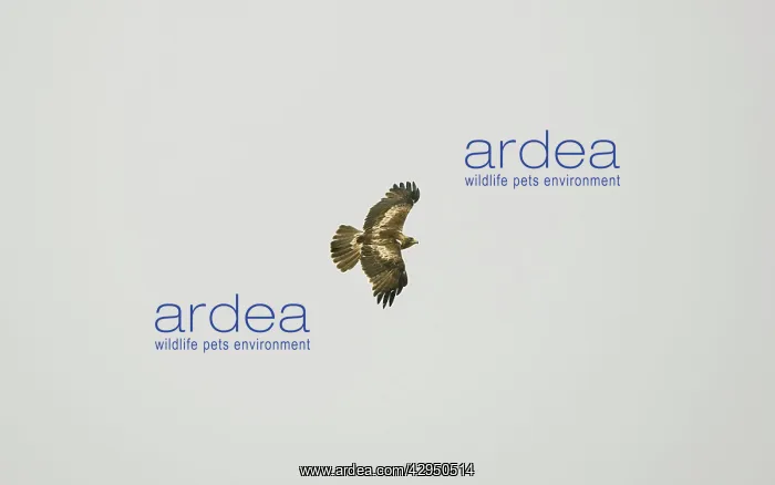 : Booted Eagle - adult in flight on migration : Booted Eagle - adult in flight on migration