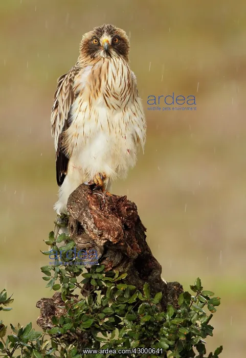 : Booted Eagle - adult in rain (white phase) : Booted Eagle - adult in rain (white phase)