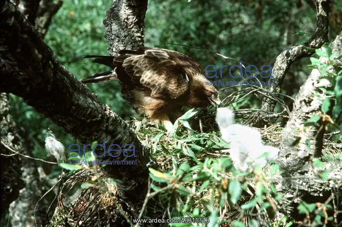 : BOOTED EAGLE - feeding chicks in nest : BOOTED EAGLE - feeding chicks in nest