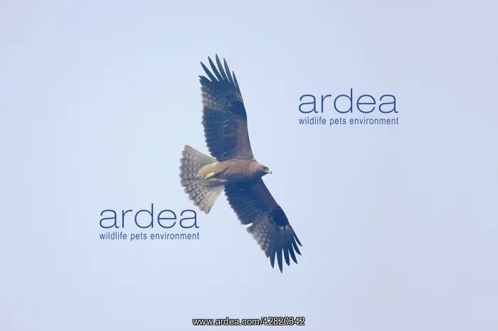 : Booted Eagle - in flight : Booted Eagle - in flight