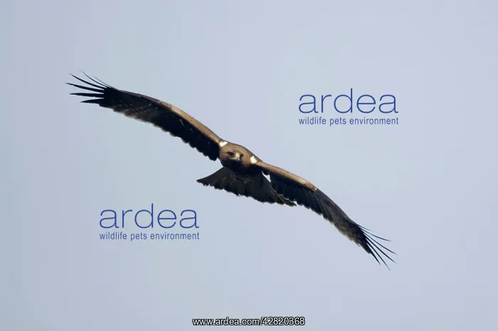 : Booted Eagle - in flight : Booted Eagle - in flight
