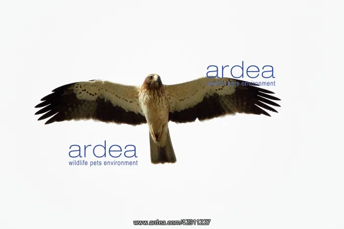 : Booted Eagle - in flight : Booted Eagle - in flight