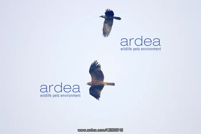 : Booted Eagle - in flight being mobbed by House : Booted Eagle - in flight being mobbed by House