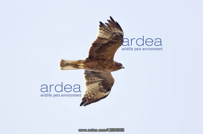 : Booted Eagle - juvenile in flight on migration : Booted Eagle - juvenile in flight on migration