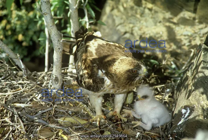 : Booted Eagle - at nest with chicks : Booted Eagle - at nest with chicks