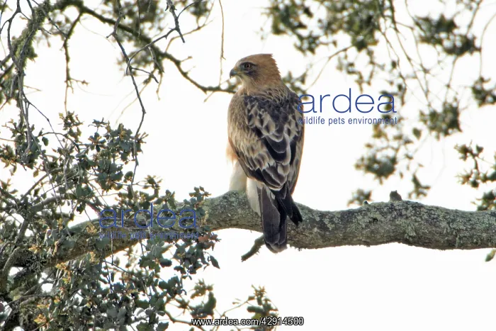 : Booted Eagle - pale version, resting in cork oak : Booted Eagle - pale version, resting in cork oak